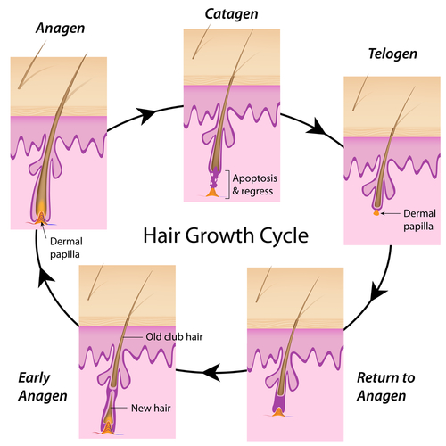Laser Hair Removal For Different Skin And Hair Types Cameo