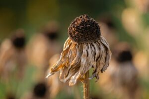 macro photography of brown sunflower | Heat Protectant