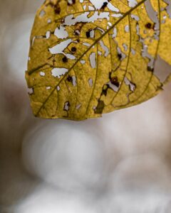 Detailed close-up of a decaying leaf with holes, isolated against a bright blurred background | Brittle Nails